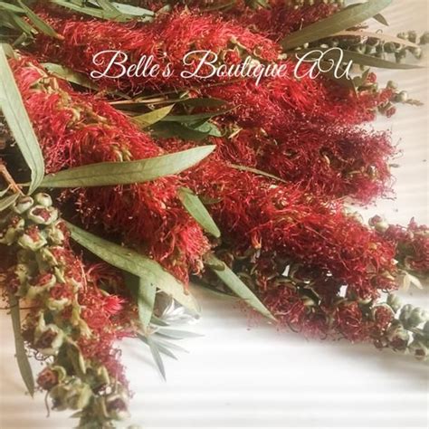 Interflora is the brand australian's turn to when celebrating life's most special moments. Dried Australian Native flowers, dried bottlebrush flowers ...