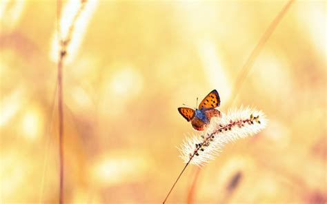 Animals Insects Butterfly Grass Plants Fields Wings Bokeh
