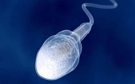 How Do Genomes Evolve Between Species The Key Role Of 3d Structure In Sperm Cells