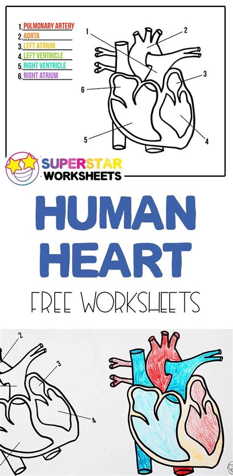 5th Grade Science Heart Worksheet
