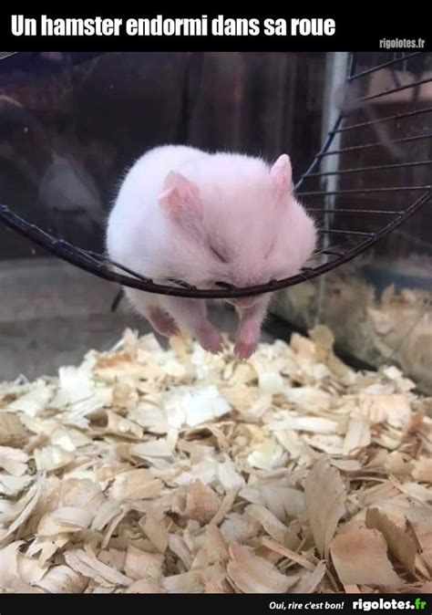 Un Hamster Endormi Dans Sa Roue Blagues Et Les Meilleures Images Drôles