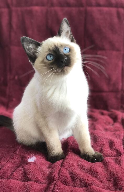Our Queens Dilworthtown Siamese Traditional Siamese Kittens