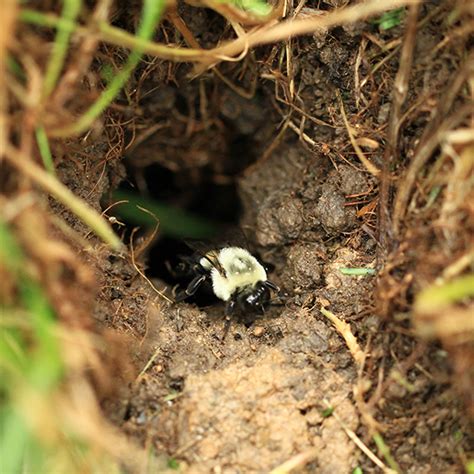 Ground Nesting Bumble Bee Bombus Impatiens Bugguidenet