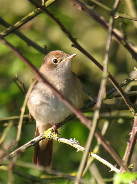 Hedgeland Tales Nightingale