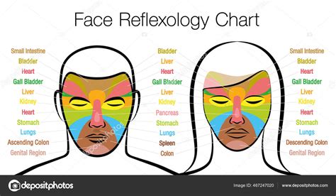 Face Reflexology Chart Woman Man Acupressure Physiotherapy Health
