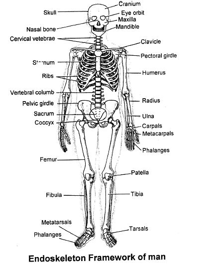 Skeletal System Biology Class 11 Neet
