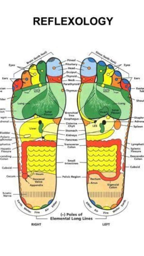 Pin By Minnnuma On Pins By You Foot Reflexology Reflexology Reflexology Chart