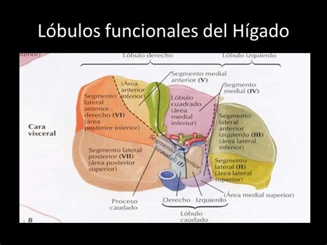 Hígado Wiki Medicina Amino📚🔬 Amino