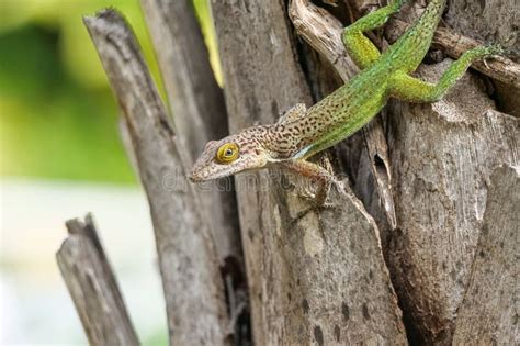Anolis Carolinensis Or Green Anole Stock Photo Image Of Macro Insect