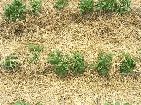 Straw is an agricultural byproduct, the dry stalk of a cereal plant, after the nutrient grain or seed has been removed. Different Angles New PVY control strategies in seed ...