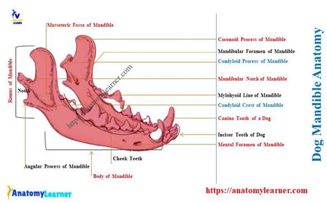 Dog Mandible Anatomy Canine Mandibular Body And Ramus