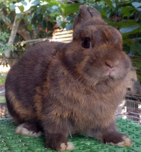 Netherland Dwarf Rabbit Sold 11 Years 4 Months Netherland Dwarf