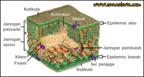 Add to my workbooks (0) download file pdf embed in my website or blog add to google classroom add to. Fungsi dan Struktur Daun Tumbuhan