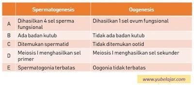 Tabel Perbedaan Spermatogenesis Dan Oogenesis Materi Belajar Online