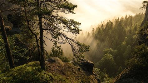 28 Mountains And Forest In Fog Wallpapers Wallpaperboat