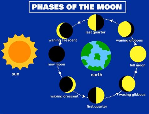 Phases Of The Moonlunar Phaseearth And Sunluna The Lunar Cycle