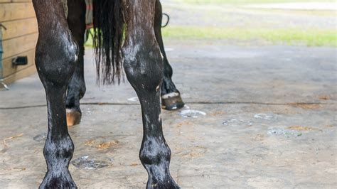 Bench Knee Conformation In Horses The Horses Advocate