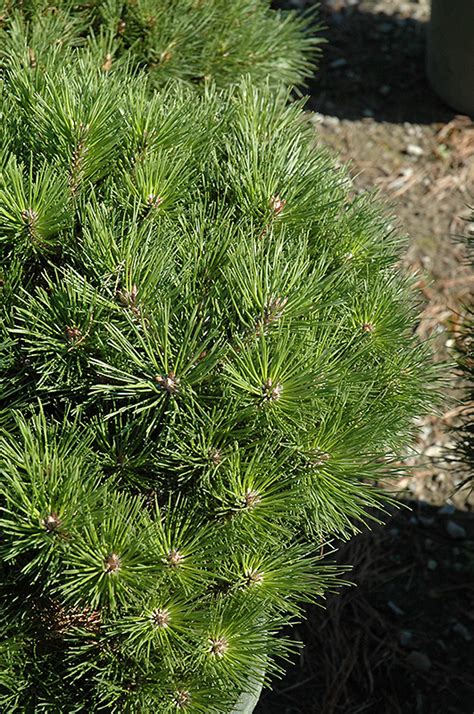 Austrian pine has the same cultural needs as most other pine austrian pine vs. Brepo Dwarf Austrian Pine (Pinus nigra 'Brepo') in Columbus Dublin Delaware Grove City Gahanna ...