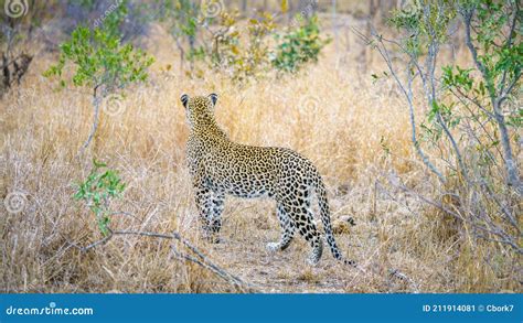 Leopard In Kruger National Park Mpumalanga South Africa 5 Stock Image