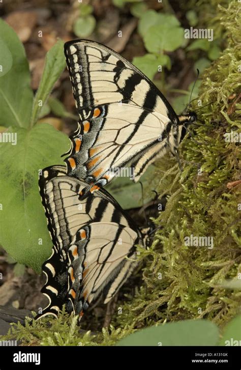 Dos Tiger Swallowtails Pterourus Glaucus En Rbol Cubiertas De Musgo