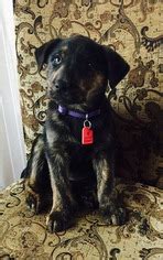 Top quality male and female rottweilers puppies. View Ad: Mastador Dog for Adoption near Minnesota, Mankato ...