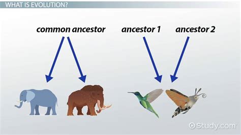Divergent And Convergent Evolution Comparison And Examples Video