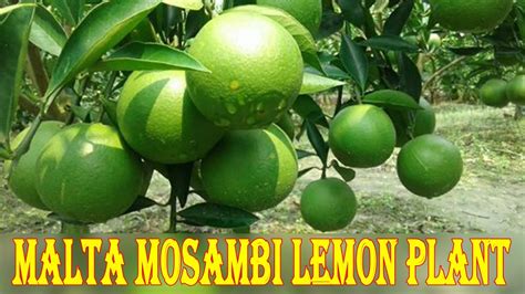 Malta Mosambi Lemon Plant In India How To Buy Or Purchase Sweet
