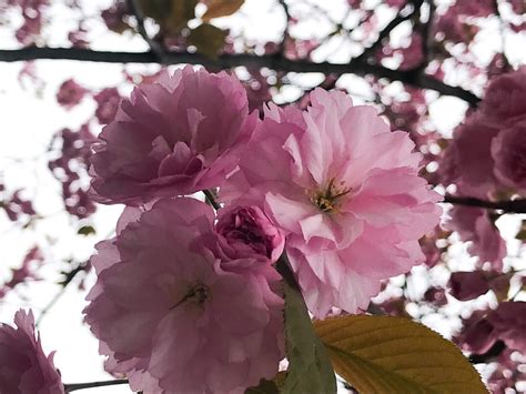 Blomstrer hele sommeren og har en hængende vækst. Derfor blomstrer det så flott i år