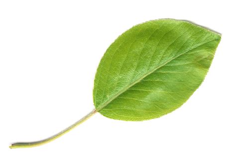 Filepear Leaf