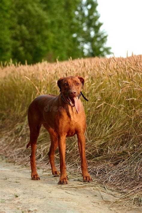 The Purebred African Rhodesian Ridgeback Is A Remarkable Sporting Breed