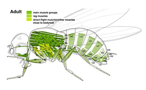 Atlas Of Drosophila Development By Volker Hartenstein