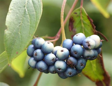 Distinguishing Elderberry From Silky And Redosier Dogwood