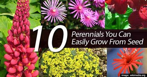 10 Perennials You Can Easily Grow From Seed