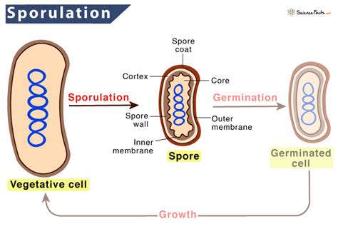 Sporulation Definition Process Functions Examples And Diagrams