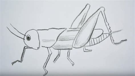 How To Draw A Grasshopper Easy Step By Step Easy Animals To Draw