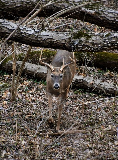 Dont Forget Common Sense When Archery Deer Season Opens