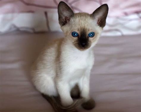 Baby Siamese Cats 34 Pictures Сиамские котята Сиамские кошки