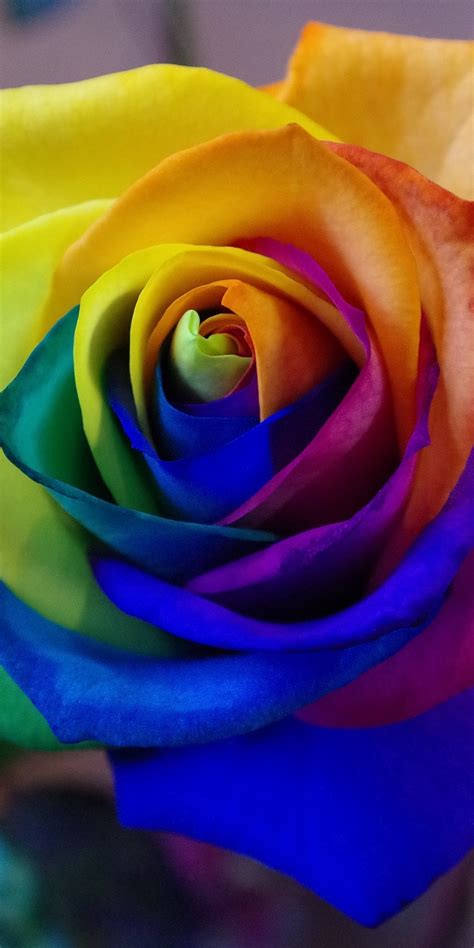 Rainbow Flower Wallpaper 58 Images