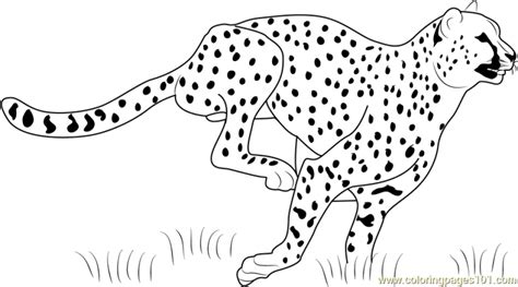 Get This Cheetah Coloring Pages Printable M3sb0