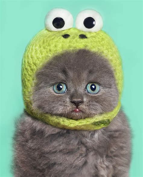 Funny Kitten By Retales Botijero