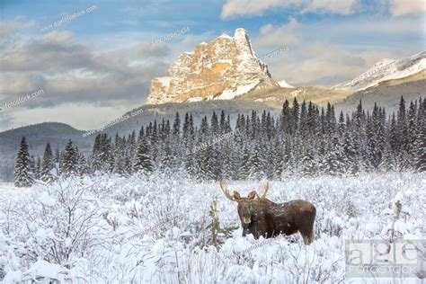Bull Moose Banff National Park Alberta Canada Stock Photo Picture