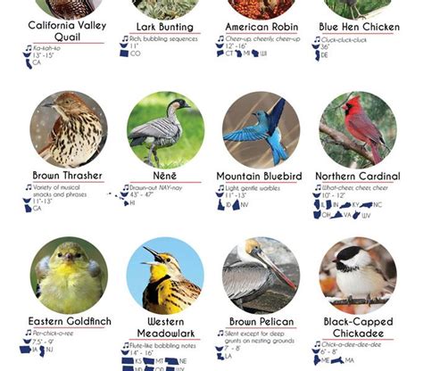 Birds Of The United States Infographic Best Infographics