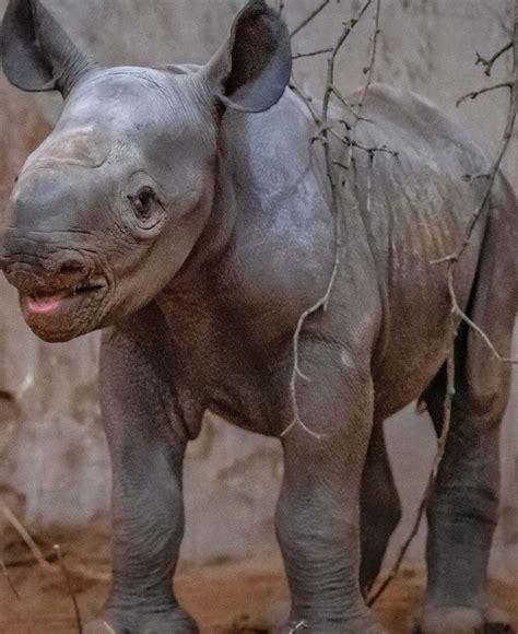 Rare Eastern Black Rhino Gives Birth At English Zoo Vida Newspaper