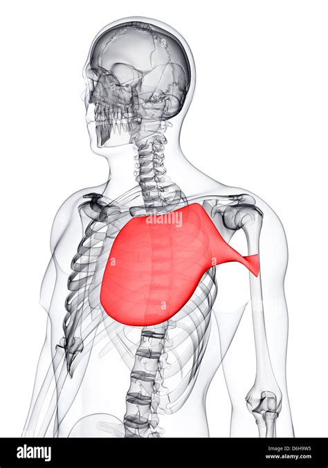 Chest Muscle Anatomy Diagram Pectoralis Major Muscle Png Images Pngwing