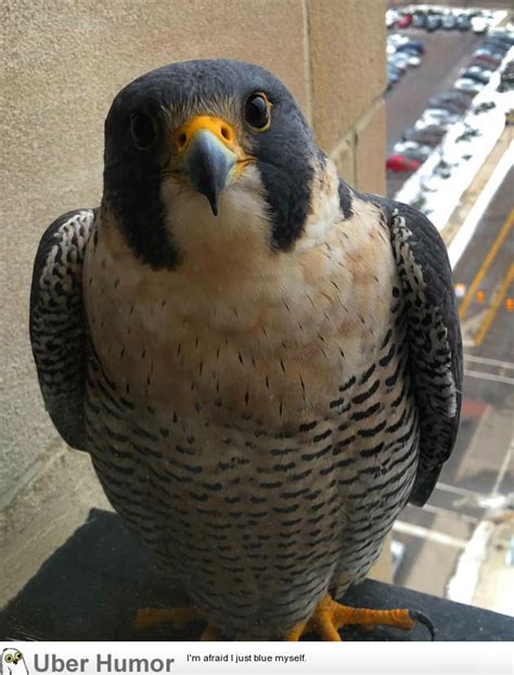 Our Office Building Has A Peregrine Falcon Who Recently Took A Liking