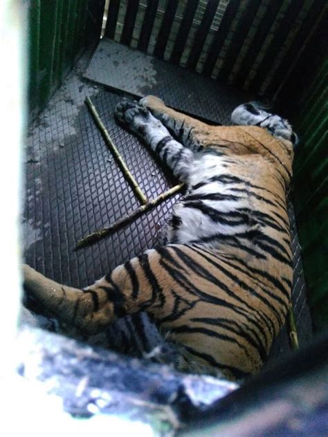 Dramatic Moment Man Eating Tiger Which Killed Six People Is Captured By