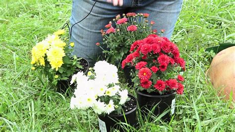 How To Arrange Mums In A Yard Planting And Caring For Mums Youtube