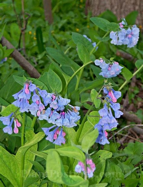 Plantpostings Plant Of The Month Virginia Bluebells