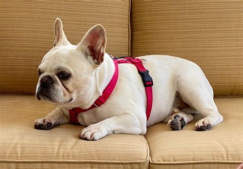 The French Bulldog Guide History Personality Care And More