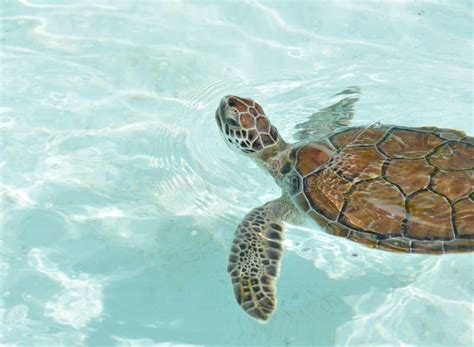 Baby Sea Turtle Swimming Royalty Free Stock Images Image 23516399